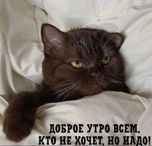 51 УТРО ВСЕМ КТО НЕ Х0ЧЕ1 но ПШШ