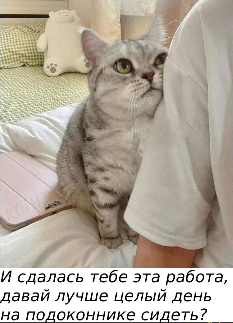 И сдалась тебе эта работа давай лучше целый день на по_ оконнике си еть