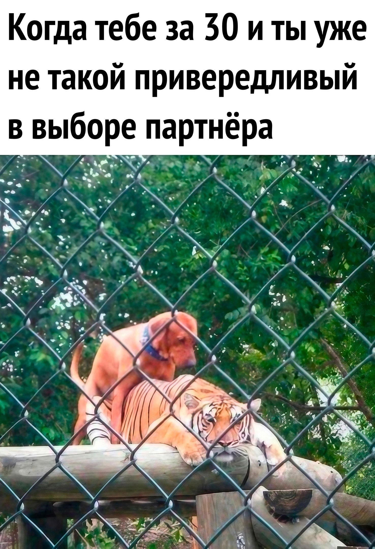 Когда тебе за 30 и ты уже не такой привередливый в выборе партнёра 1731 _ у