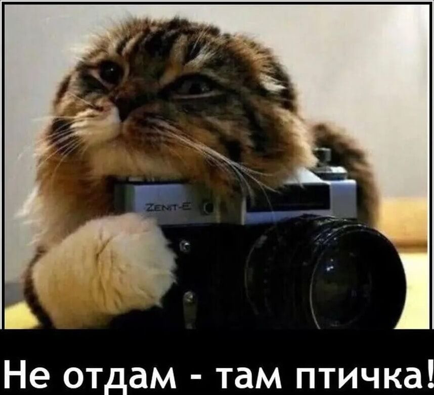Не отдам там птичка