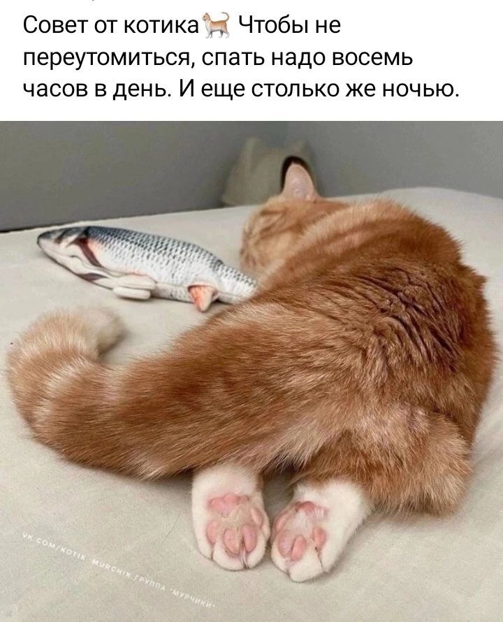 Совет от котика Чтобы не переутомиться спать надо восемь часов в день И еще столько же ночью