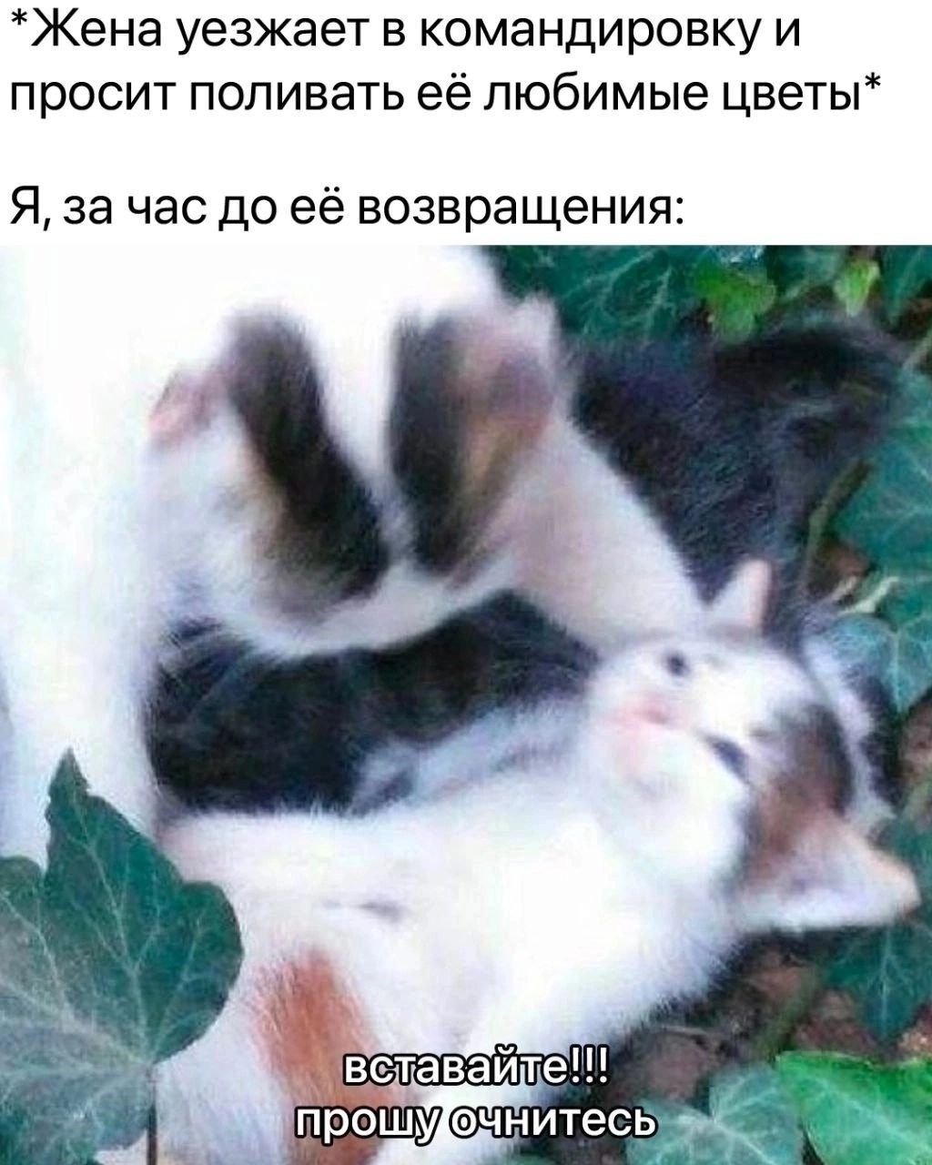 Жена уезжает в командировку и просит попивать её любимые цветы Я за час до её возвращения