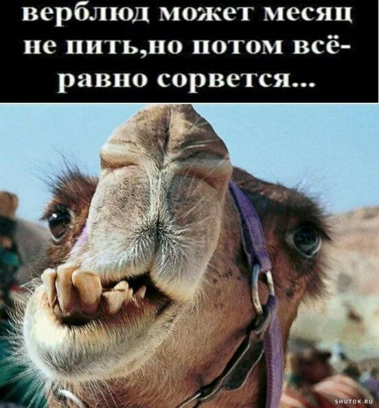 верблюд может месяц не питьно потом всё равно сорвется
