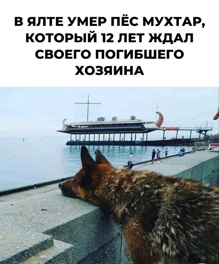 В ЯЛТЕ УМЕР ПЁС МУХТАР КОТОРЫЙ 12 ЛЕТ ЖДАЛ СВОЕГО ПОГИБЩЕГО ХОЗЯИНА