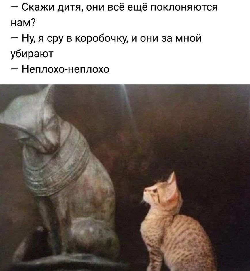Скажи дитя они всё еще поклоняются нам Ну я сру в коробочку и они за мной убирают Неплохо неплохо
