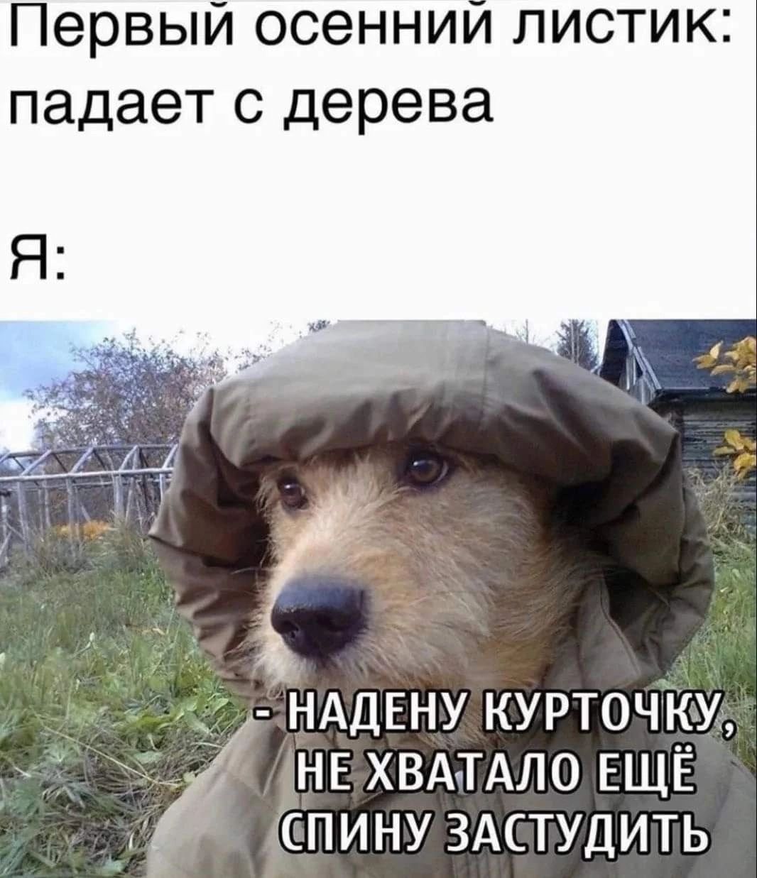 Первый осеннии листик падает с дерева _ НАДЕНУ КУРТ0ЧКУ_ НЕ ХВАТАЛО ЕЩЁ аСПИНУ ЗАСТУДИТЬ