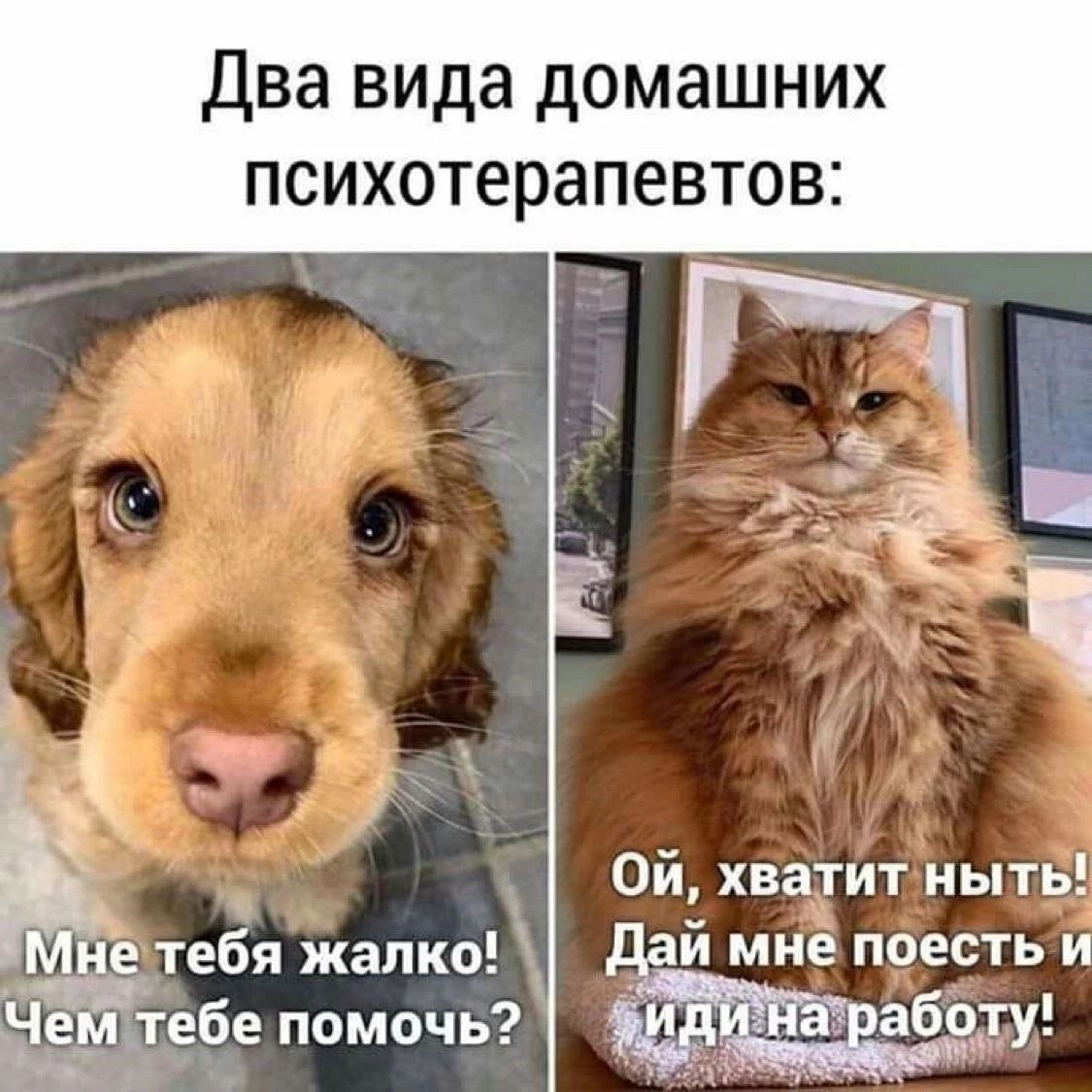 Два вида домашних психотерапевтов Ой хватит ныть й мне поесть и абчту