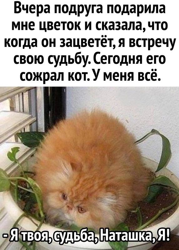 Вчера подруга подарила мне цветок и сказалачто когда он зацветёт я встречу свою судьбу Сегодня его сожрал котУ меня всё Я