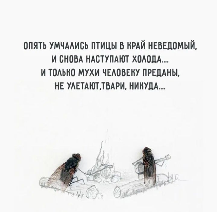 опять умчмись птицы в кий неведомый и сном ндступдют хиты и тгмьио мухи чвмзввиу пггдлны не мшюпти нити