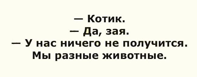 Котик да зая У нас ничего не получится Мы разные животные