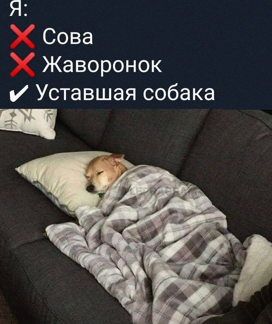Я Сова Жаворонок И Уставшая собака
