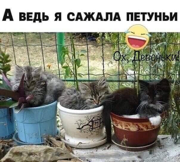 А ВЕДЬ Я САЖАЛА ПЕТУНЬИ