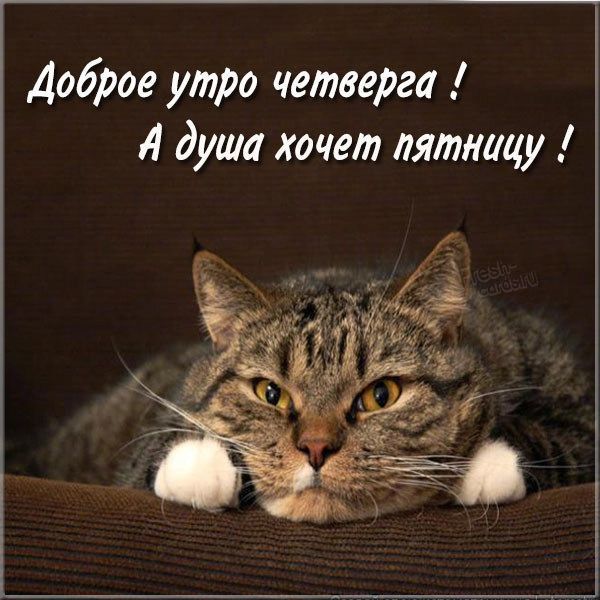 Доброе утро четверга Л душа хочет пятницу