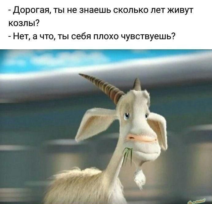 дорогая ты не знаешь сколько пет живут козлы Нет в что ты себя плохо чувствуешь