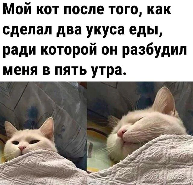 Мой кот после того как сделал два укуса еды ради которой он разбудил МЕНЯ В ПЯТЬ утра