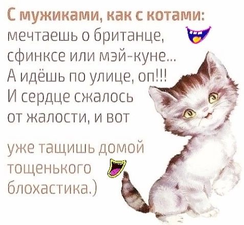 С мужиками как с котами мечтаешь о британце сфинксе или мэйкунг А идёшь по улице оп И сердце сжалось от жалости вот уже тащишь домой тощенького блохастикат