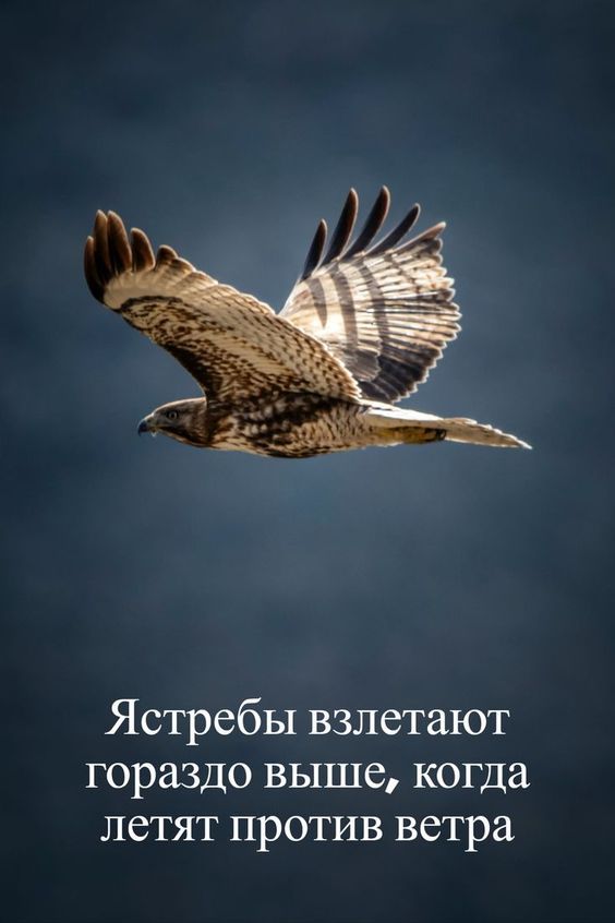 Ястребы взлетают гораздо выше когда летят против ветра