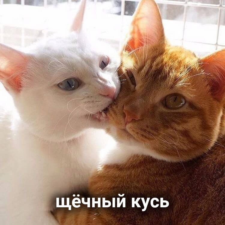 щёчный кусь