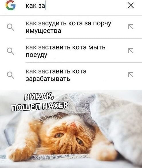 как 34 как ЗЭСУДИТЬ кота за ПОрЧУ имущества как заставить кота мыть посуду как заставить кота зарабатывать