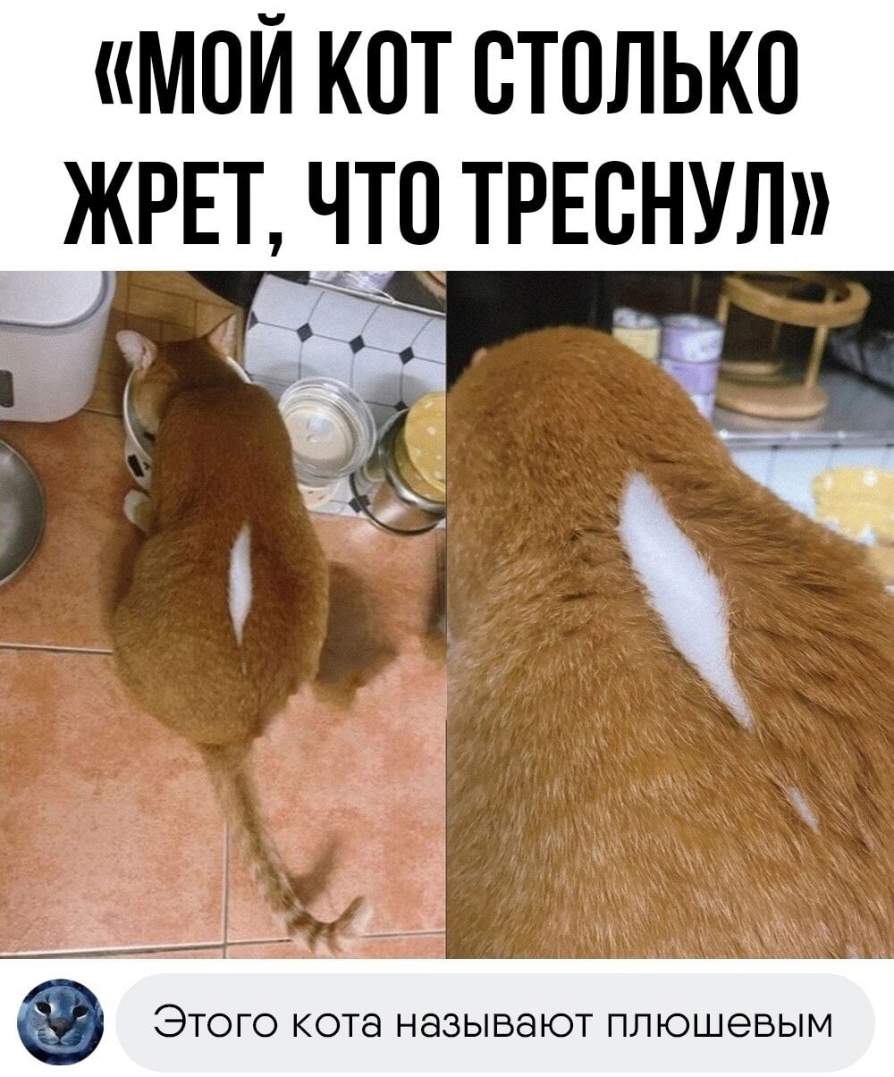 МОЙ КОТ СТОЛЬКО ЖРЕТ ЧТО ТРЕОНУЛ