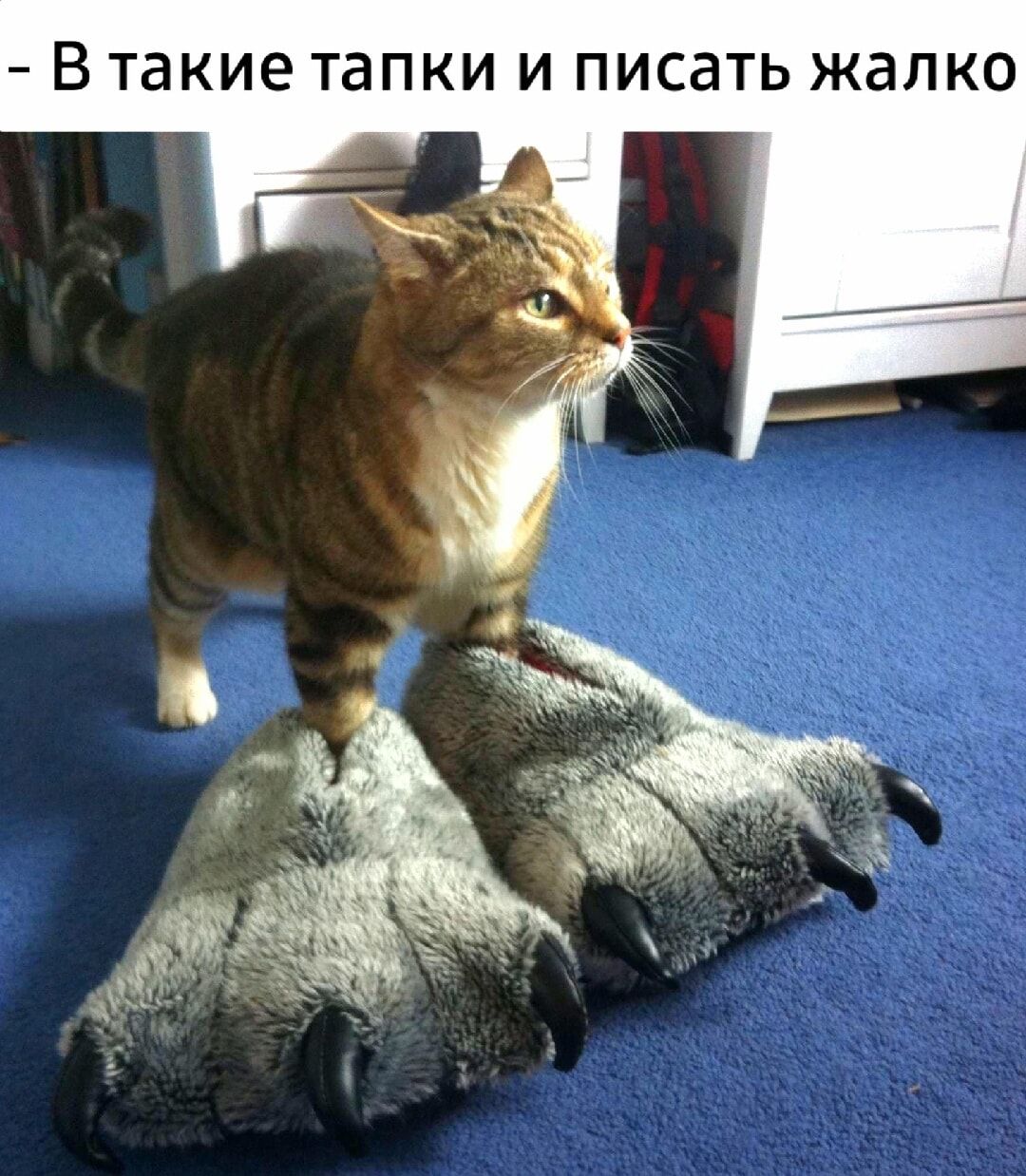 В Такие тапки И ПИСдТЬ ЖЗЛКО