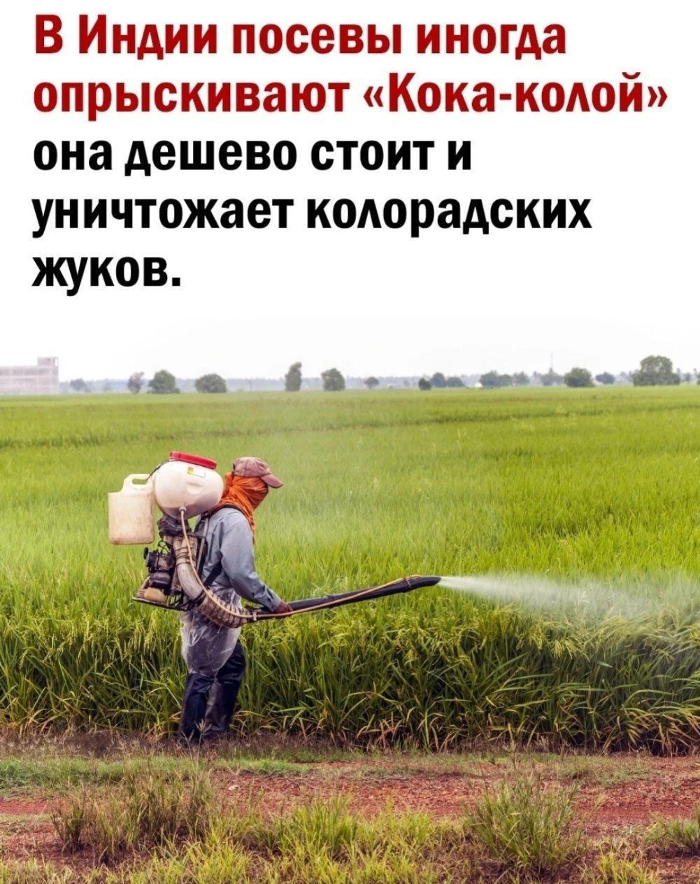 В Индии посевы иногда опрыскивают Кокаколой она дешево стоит и уничтожает колорадских жуков