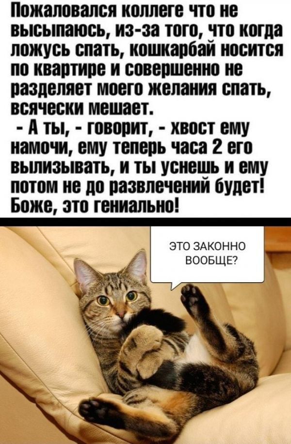 Пожаловапся коллеге по не высыпаюсь из за того это когда ложусь спать кошнапоан носится по квартире и совершенно не пазпеляет моего желания спать всячески мешает А ты говорит хвост ему намочи ему теперь часа 2 его вьшнзывать и ты уснегнь и ему потом не до развлечешн будет Боже это гениально ЭТО ЗАКОННО ВООБЩЕ