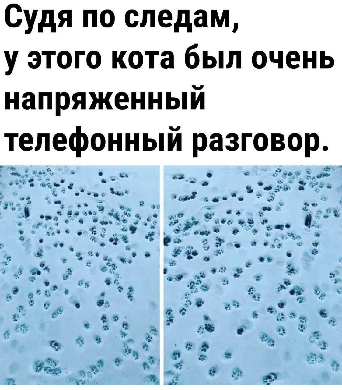 Судя по следам у этого кота был очень напряженный телефонный разговор