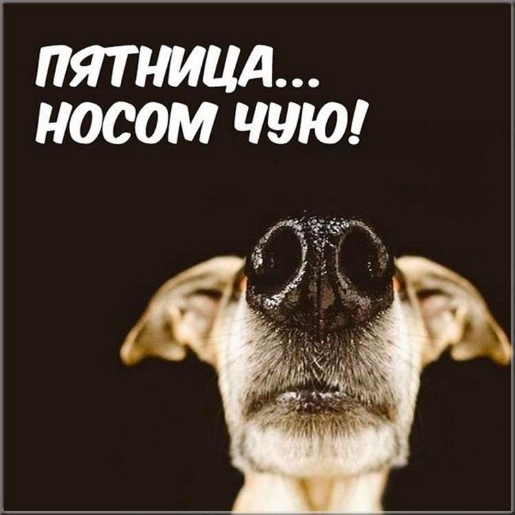 носом ЧЧЮ ттжк