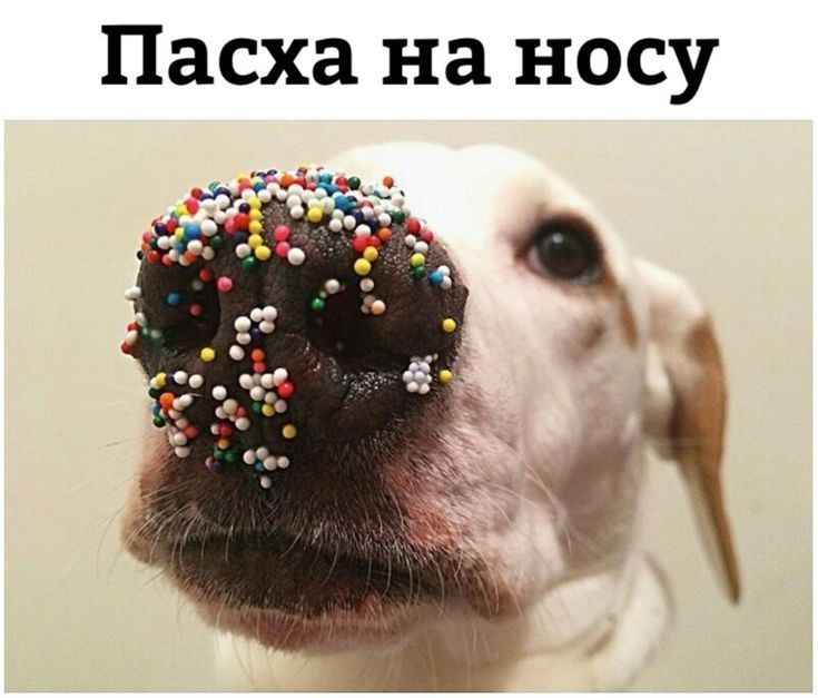 Пасха на НОСУ