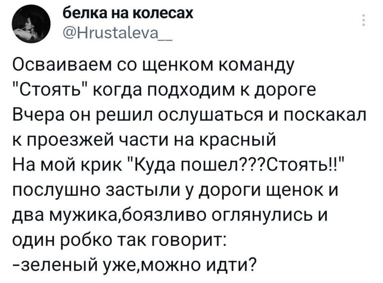 Белка На КОПЕСЗХ Ншэіаіеча Осваиваем со щенком команду Стоять когда подходим к дороге Вчера он решил ослушаться и поскакал к проезжей части на красный На мой крик Куда пошелСтоять послушно застыли у дороги щенок и два мужикабоязпиво оглянупись и один робко так говорит зеленый ужеможно идти