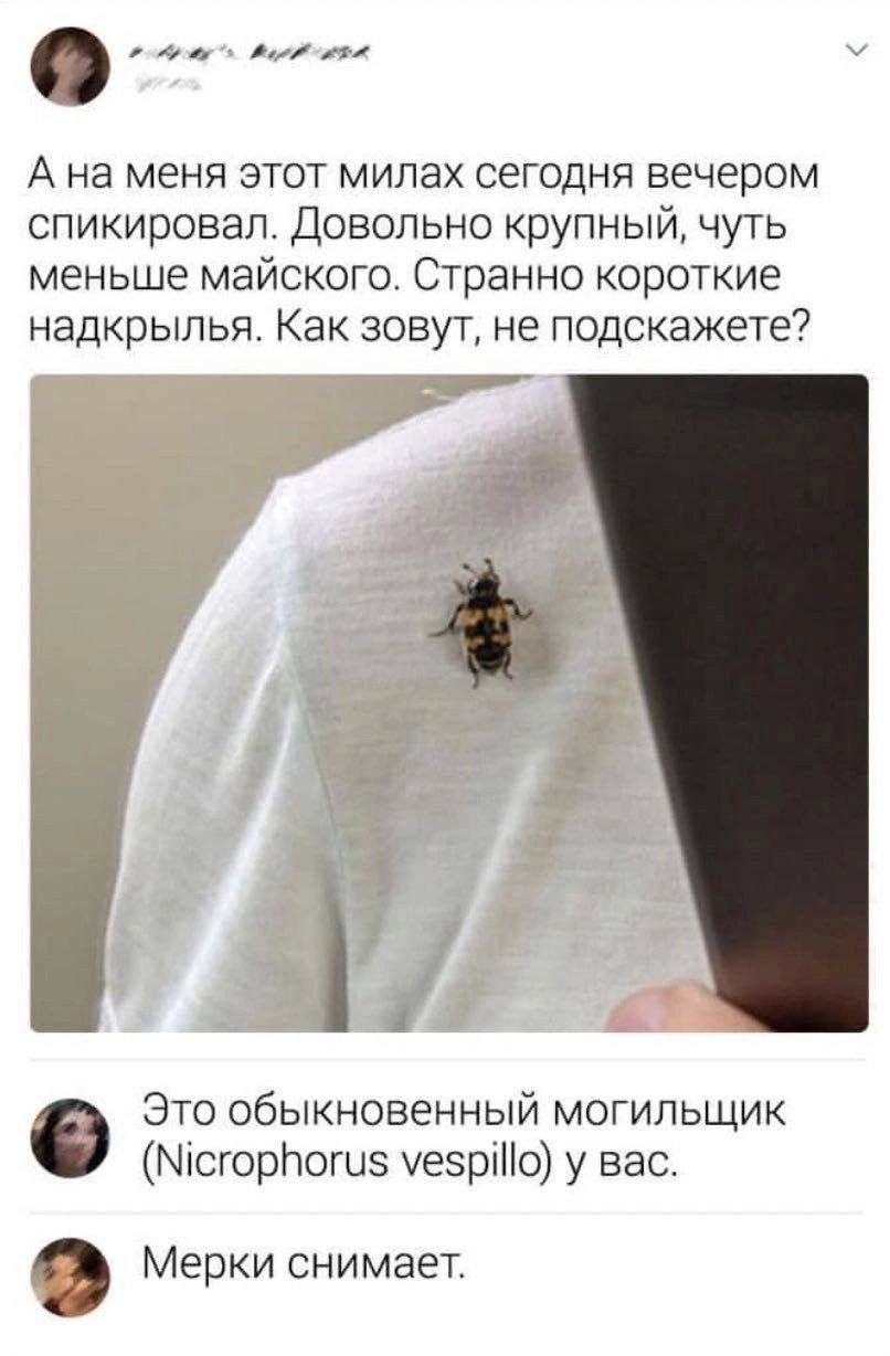 А на меня этот мипах сетодня вечером спикировап Довольно крупный чуть меньше майского Странно короткие надкрылья Как зовут не подскажете Это обыкновенный могильщик Мпсгоррошз уезріНо у вас 9 Мерки снимает