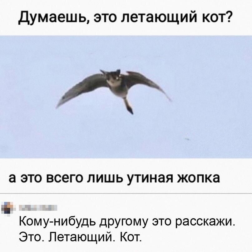 Думаешь это летающий кот А а ЭТО ВСЕГО ПИШЬ УТИНЗЯ ЖОПКВ Кбму нибудь другому это расскажи Это Летающий Кот