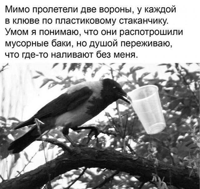 Мимо пролетели две вороны у каждой В клюве ПО ППЗСТИКОВОМУ стаканчику Умом я понимаю что они распотрошипи мусорные баки но душой переживаю что где то наливают без меня