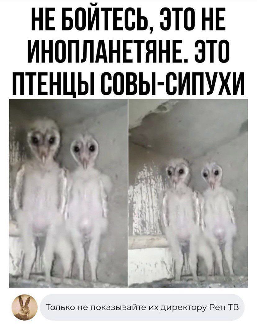 НЕ БОЙТЕВЬ ЭТО НЕ ИНППЛАНЕТЯНЕ ЭТО ПТЕНЦЫ ЮВЫ ВИПУХИ