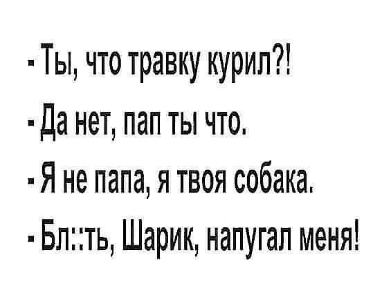 Ты что травку курил Да нет пап ты что Я не папа я твоя собака Блегть Шарик напугал меня