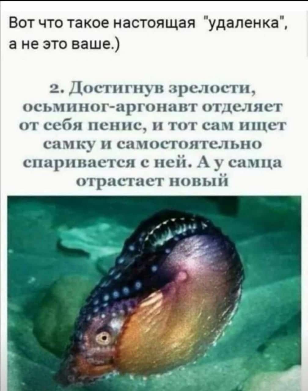 Вот что такое настоящая удаленка а не это ваше 2 Достигнув зрелости осьминог аргонавт отделяет от себя пенис и тот сам ищет самку и самостоятельно спаривается с ней А уу тца отрастает новый