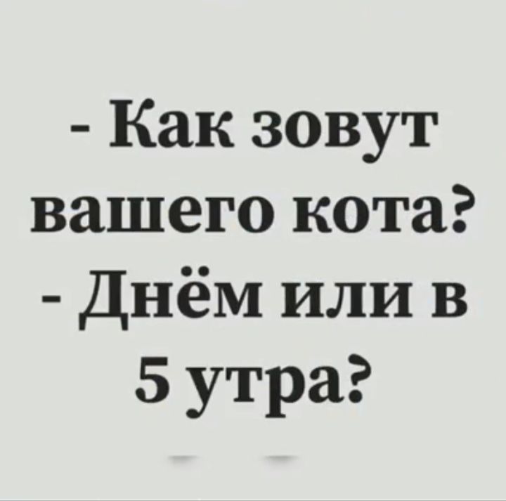 Как зовут вашего кота Днём или в 5 утра