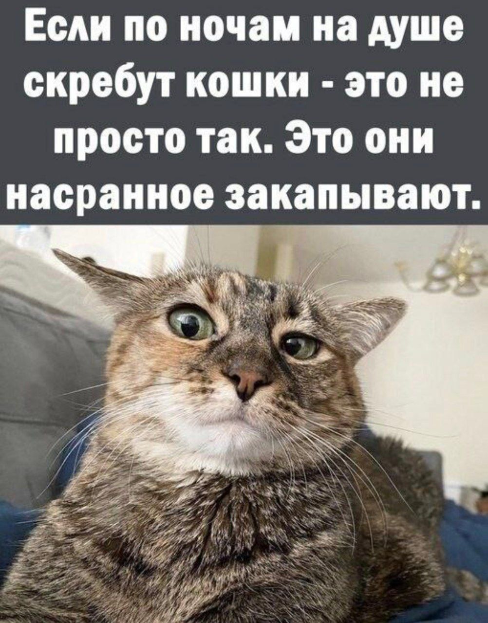 Если по ночам на душе скребут кошки это не просто так Это они насранное закапывают