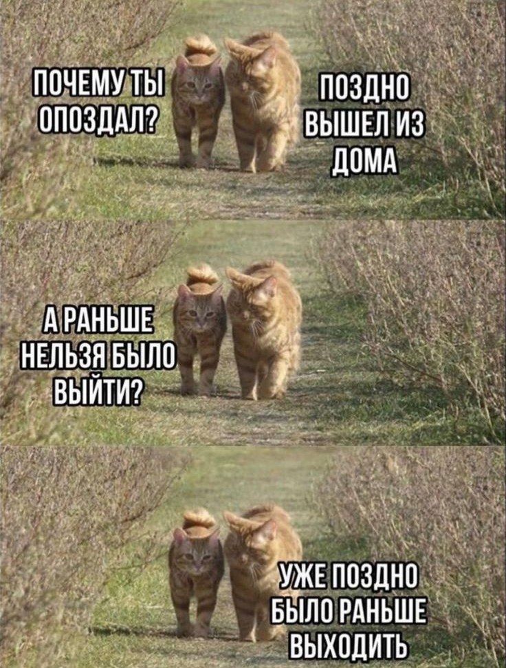 в выхплить