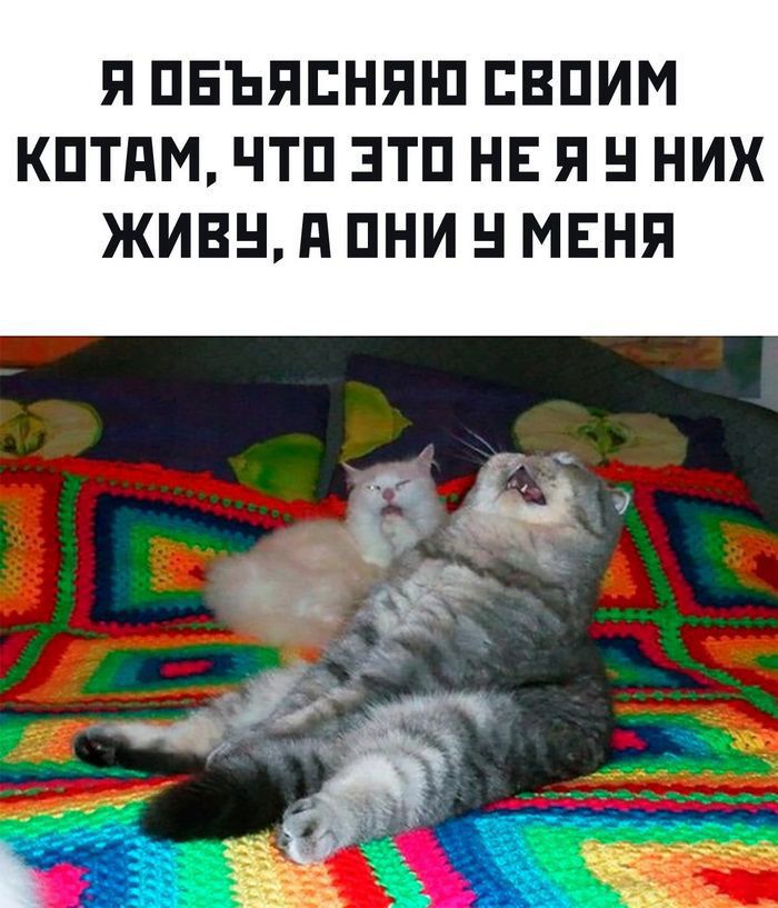 Я ОБЪЯСНЯЮ СВОИМ КОТАМ ЧТО ЭТО НЕ Я У НИХ ЖИВУ А ОНИ Ч МЕНЯ