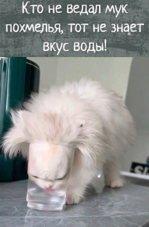 Кто не ведал мук похмелья тот не знает вкус воды