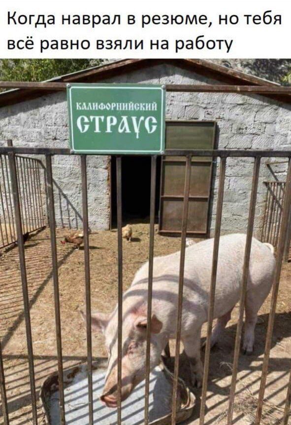 Когда наврал в резюме но тебя всё равно взяли на работу