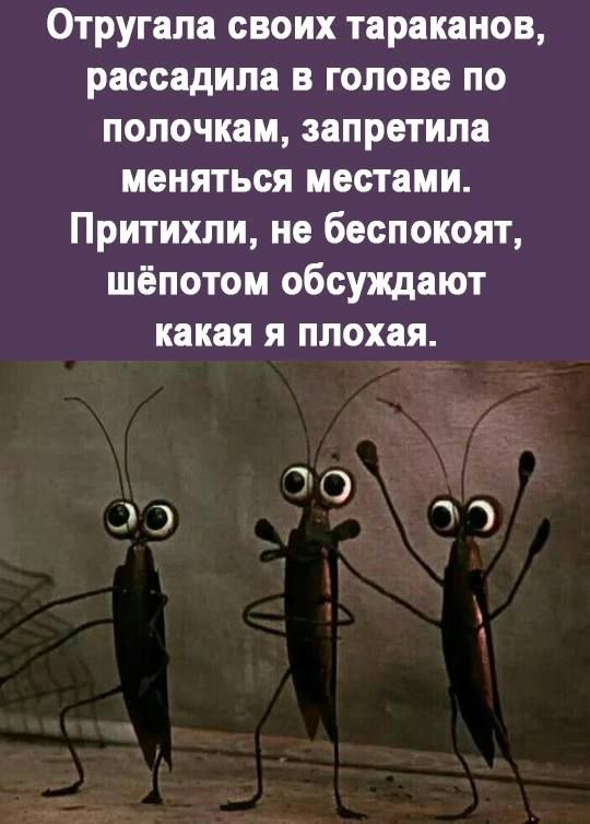 Отругала своих тараканов рассадила в голове по полочкам запретила меняться местами Притихли не беспокоят шёпотом обсуждают какая я плохая