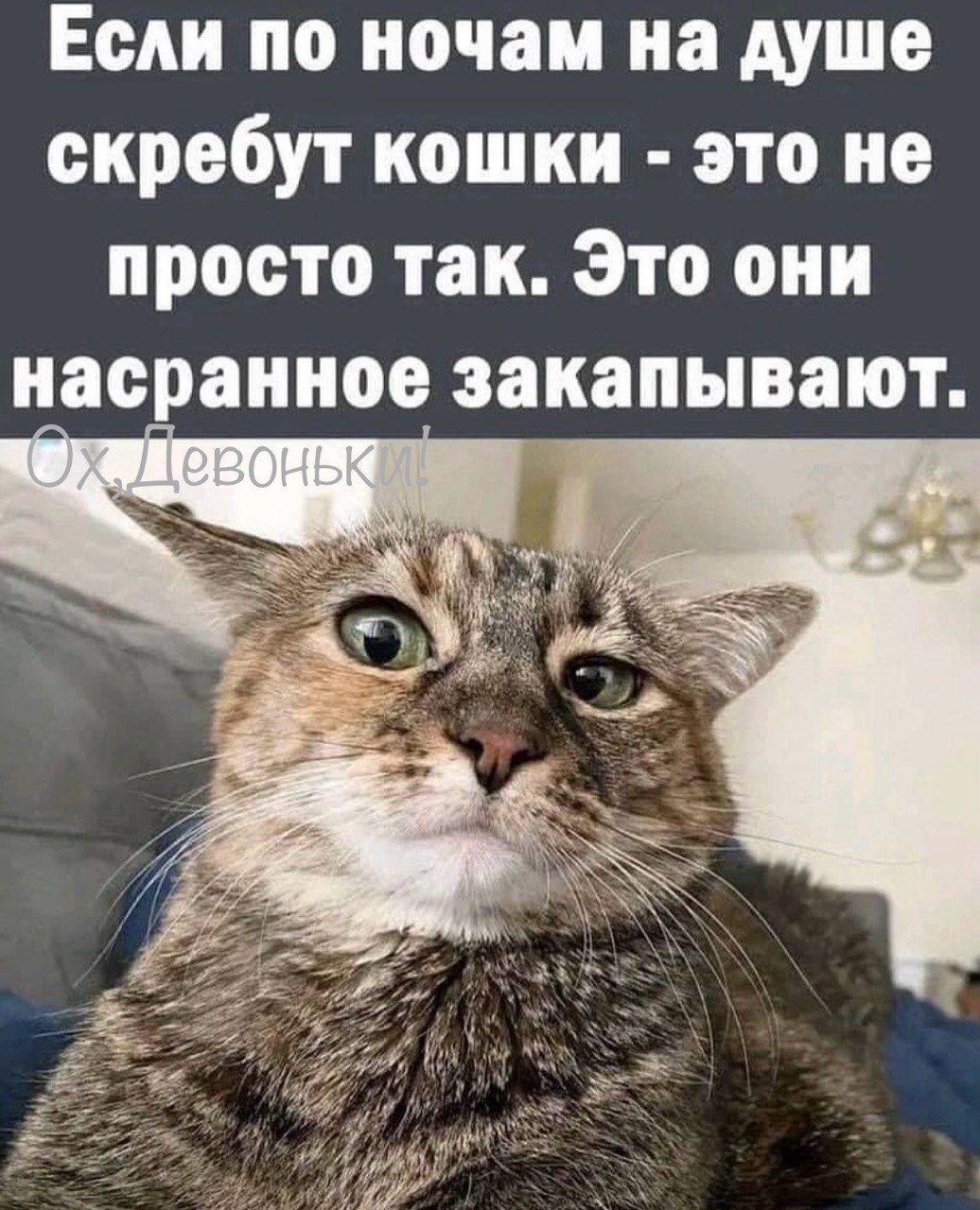 Если по ночам на душе скребут кошки это не просто так Это они насранное закапывают