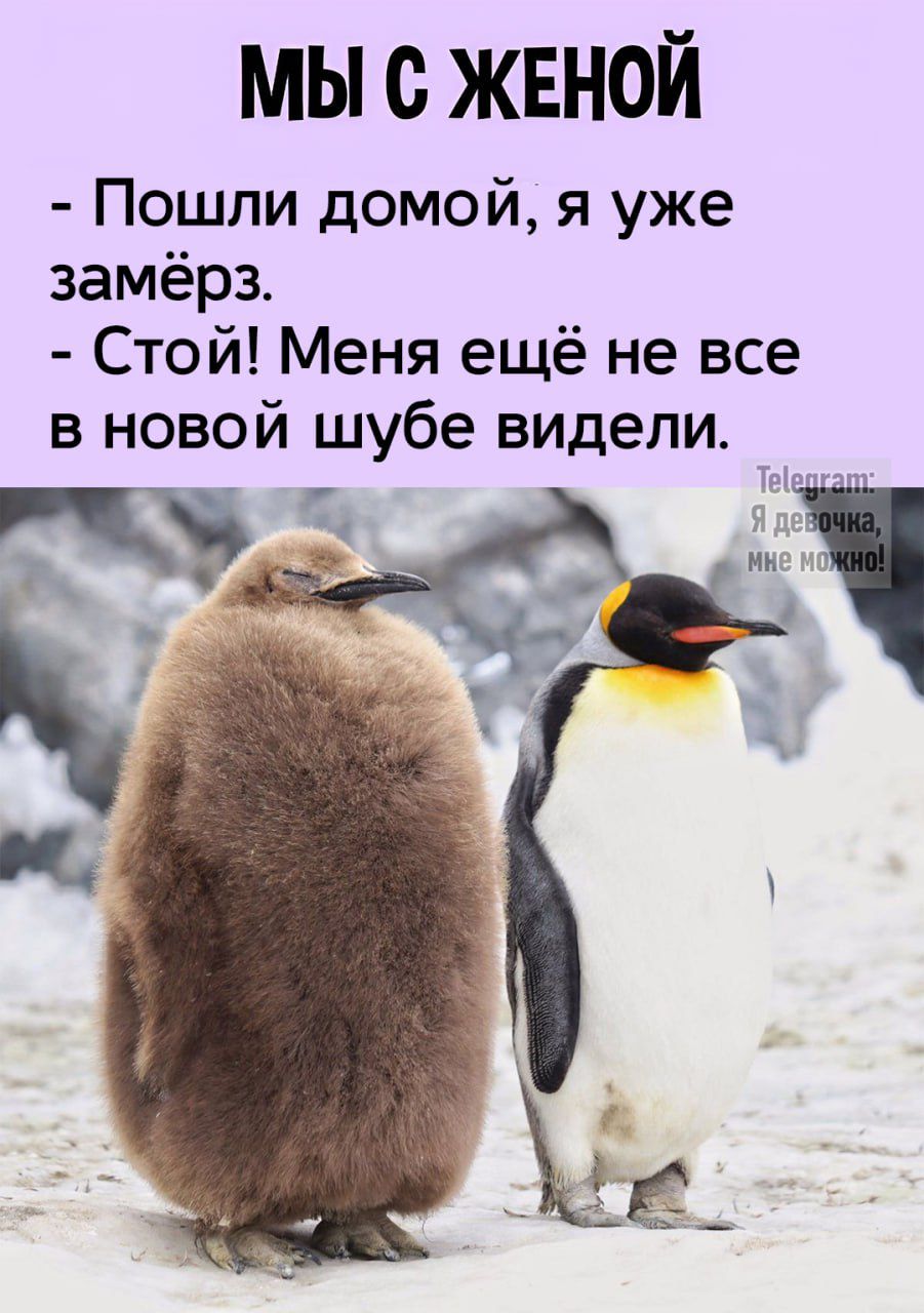 МЫ С ЖЕНОЙ Пошли домой я уже замёрз Стой Меня ещё не все в новой шубе видели Ь