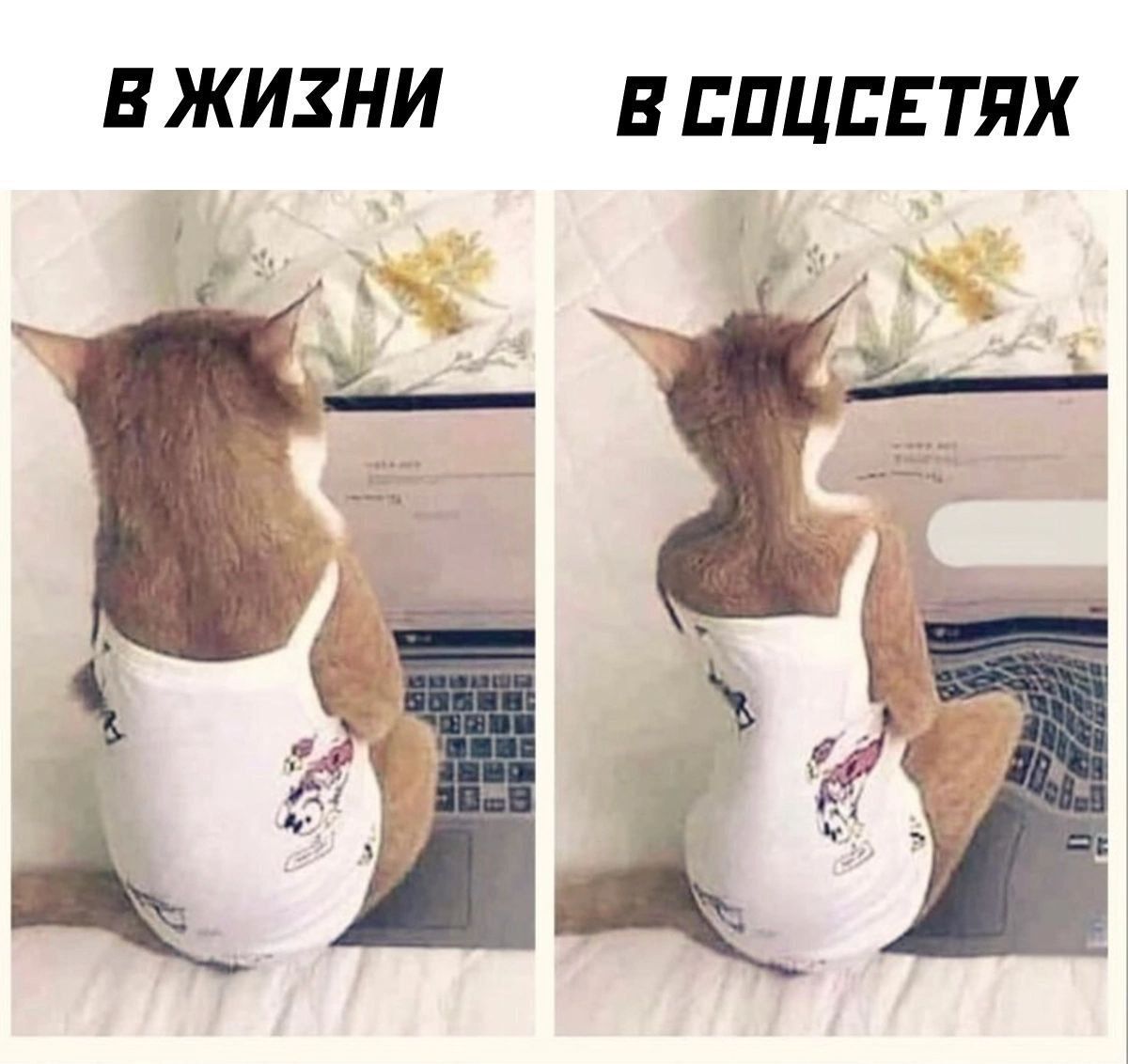 В ЖИЗНИ
В СОЦСЕТЯХ