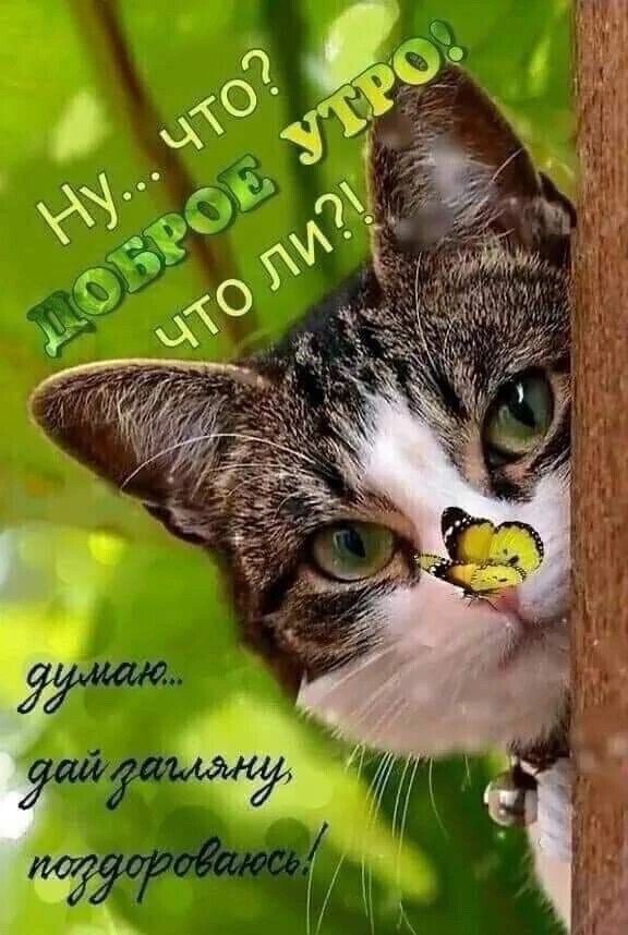 Ну... что? ДОБРОЕ УТРО! что ли?! думаю... дай загляну, поздороваюсь!