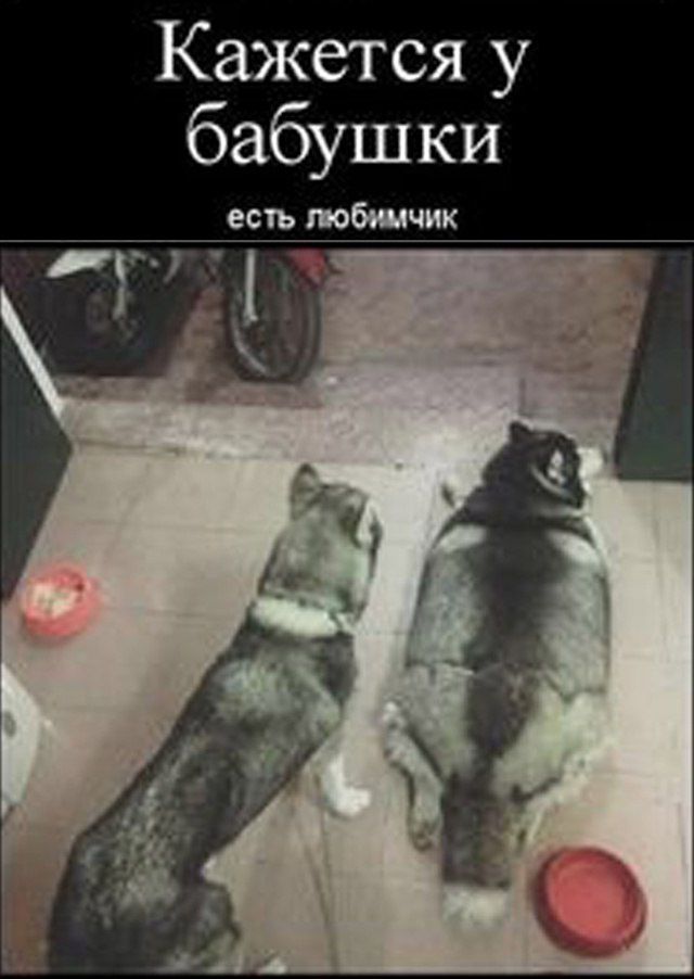 Кажется у бабушки есть любимчик