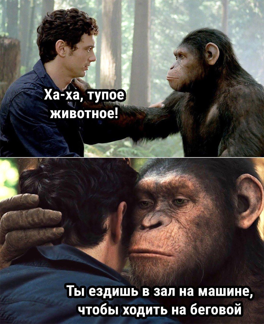 Ха-ха, тупое животное!
Ты ездишь в зал на машине, чтобы ходить на беговой